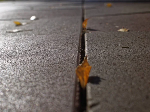 Опале Листя Осені Шляху Парку Моско — стокове фото