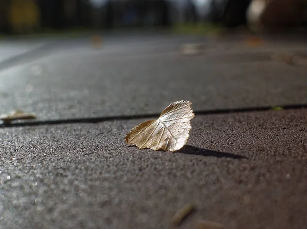 Опале Листя Осені Шляху Парку Моско — стокове фото
