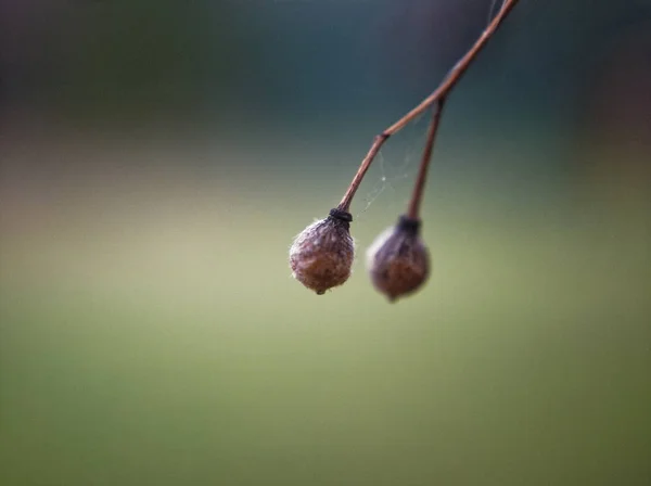 Nasion Gałęzi Lipy Mosco — Zdjęcie stockowe