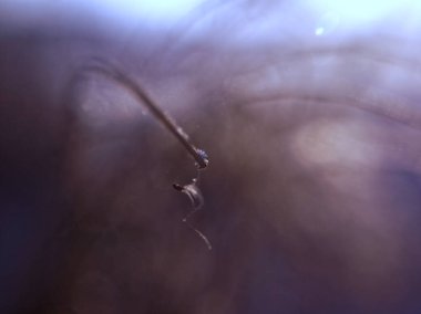 havuzda dondurulmuş sazlık, makro, Mosco