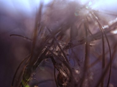 havuzda dondurulmuş sazlık, makro, Mosco