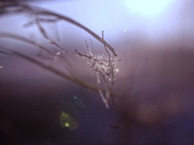 havuzda dondurulmuş sazlık, makro, Mosco