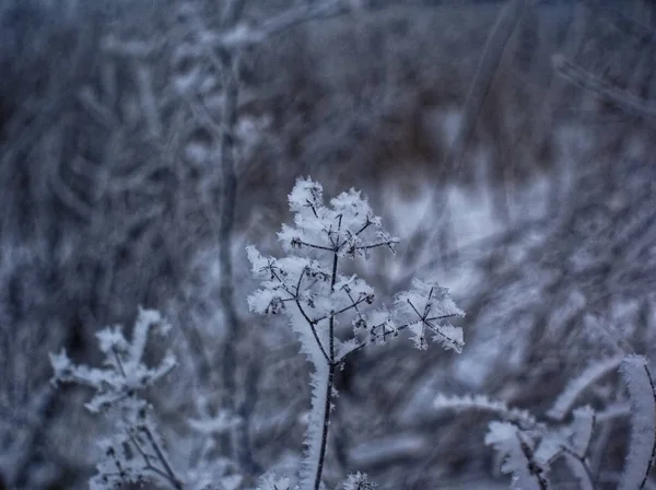 植物被霜冻覆盖 莫斯科 — 图库照片