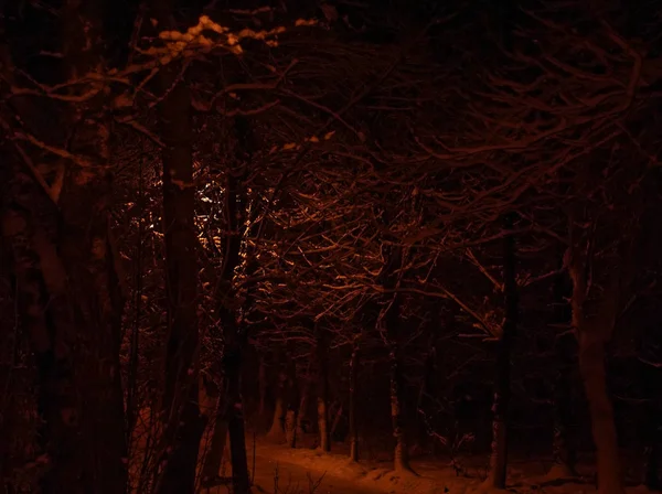 Lanterne Dans Parc Hiver Nuit Mosco — Photo