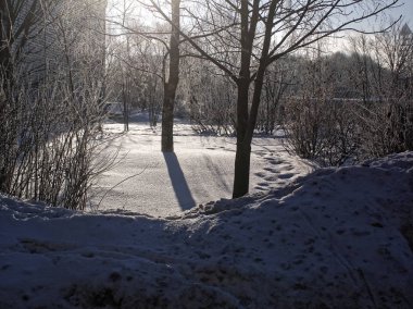 açık bir günde kışın dondurulmuş huş ağacı, Mosco