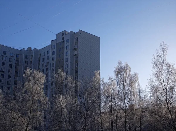 Frozen Birches Winter Clear Day Mosco — Stock Photo, Image