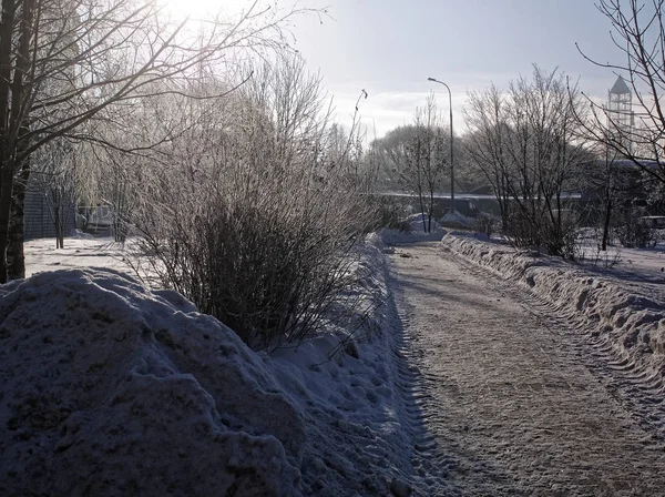 Bouleaux Congelés Hiver Par Temps Clair Mosco — Photo