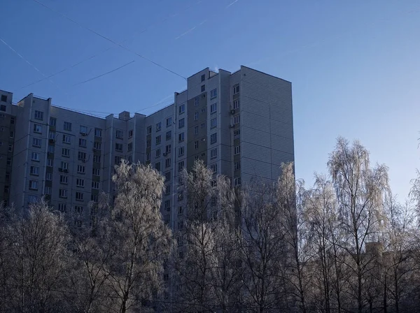 Frozen Birches Winter Clear Day Mosco — Stock Photo, Image