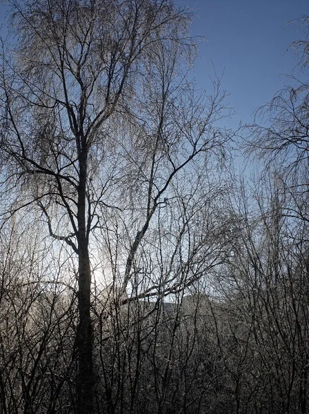 冰冻的白杨树在冬天在晴朗的一天 莫斯科 — 图库照片