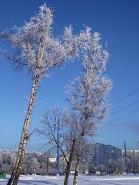 açık bir günde kışın dondurulmuş huş ağacı, Moskova
