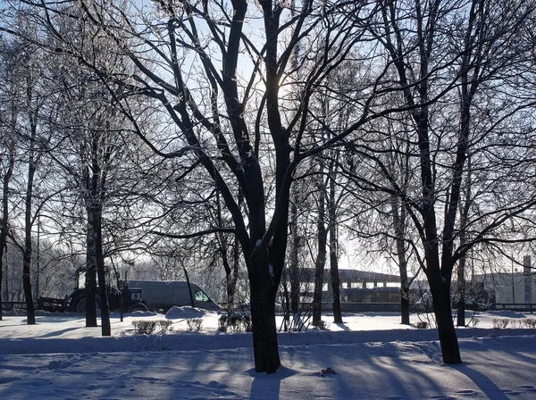 Parque Inverno Dia Claro Mosco — Fotografia de Stock