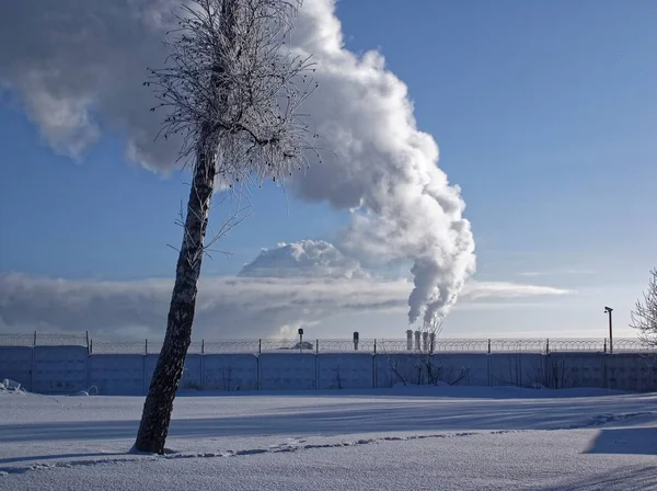 Açık Bir Günde Kışın Dondurulmuş Huş Ağacı Moskova — Stok fotoğraf