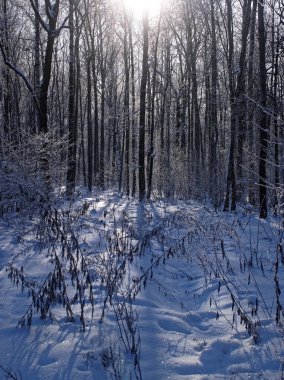 Kış Parkı açık bir günde, Moskova