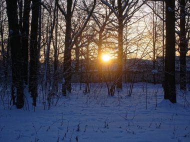 ağaçların arasından kışın gün batımı, Mosco