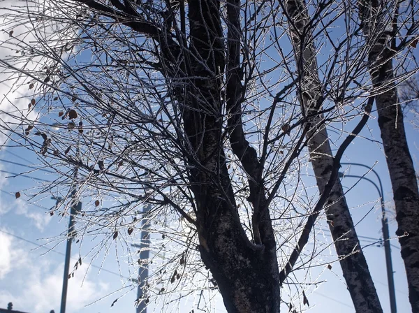 Parque Invierno Día Despejado Moscú —  Fotos de Stock