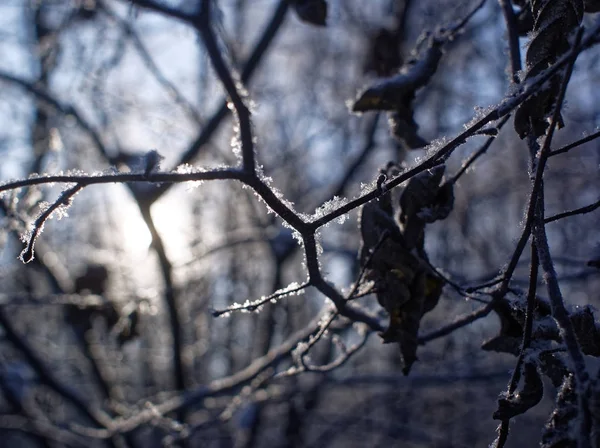 Congeladas Las Hojas Del Año Pasado Árbol Moscú — Foto de Stock