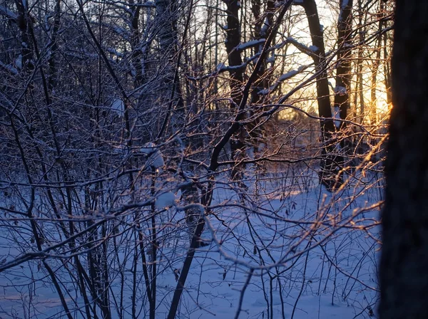 Puesta Sol Invierno Través Los Árboles Mosco — Foto de Stock