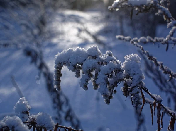 Nieve Yace Hierba Alta Día Claro Russi —  Fotos de Stock