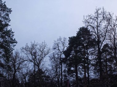 bulutlu bir günde ağaçların arasından uçak , Moskova