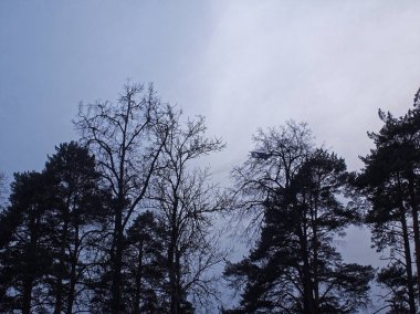 bulutlu bir günde ağaçların arasından uçak , Moskova