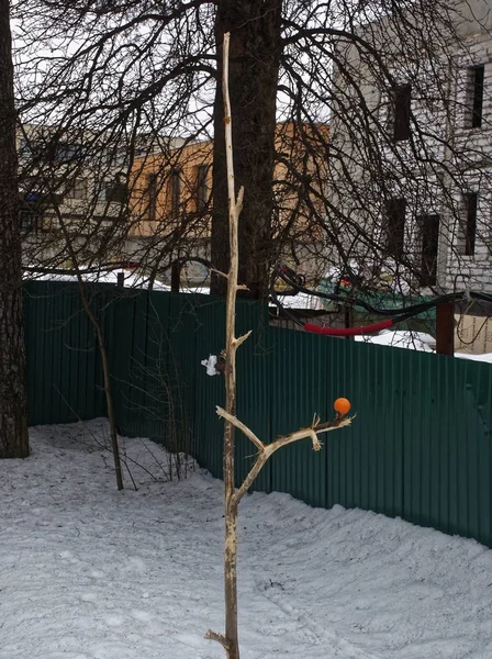 Naranja Árbol Invierno Mosco —  Fotos de Stock