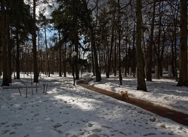 Sombras Árvores Neve Parque Moscou — Fotografia de Stock