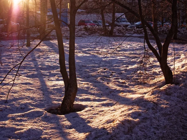 公園の雪の中の木々の影 モスクワ — ストック写真