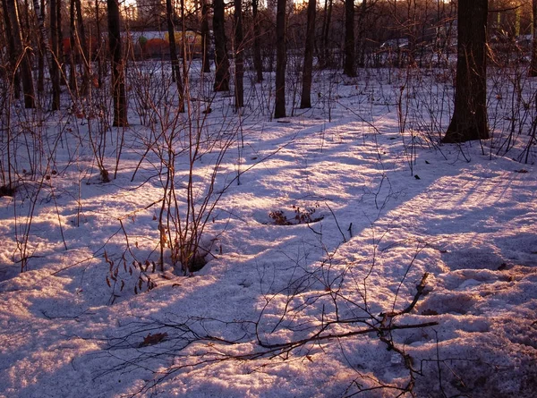 Sombras Árboles Nieve Parque Moscú —  Fotos de Stock