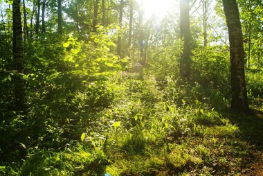 bahar ormanında parlak güneş ışığı, Moskova