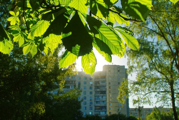 Φωτεινό Ηλιακό Φως Στο Ανοιξιάτικο Δάσος Μόσχα — Φωτογραφία Αρχείου