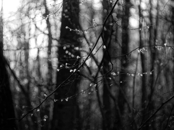 Botões Não Abertos Uma Árvore Floresta Primavera Mosco — Fotografia de Stock