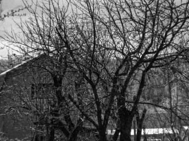 İlkbaharda yapraksız elma ağaçları, Rusya