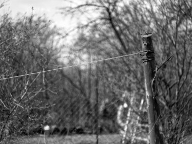 İlkbaharda yapraksız elma ağaçları, Rusya