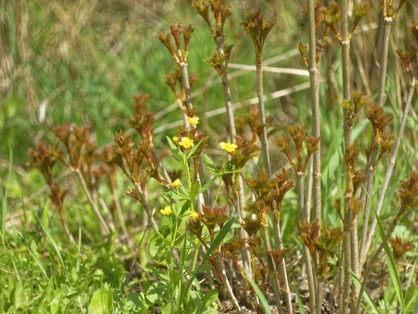 Wild Plant Flowers Garden Spring Russi — Stock Photo, Image