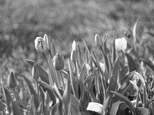 Bahçede Çiçek Açan Laleler Siyah Beyaz Fotoğraf — Stok fotoğraf