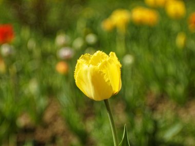 Sarı lale baharda bahçede, Rusya