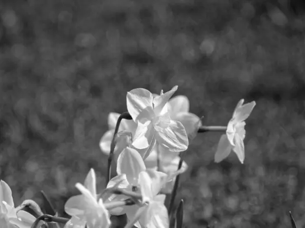 Narzissen Frühling Garten Schwarz Weißer Scharbock — Stockfoto