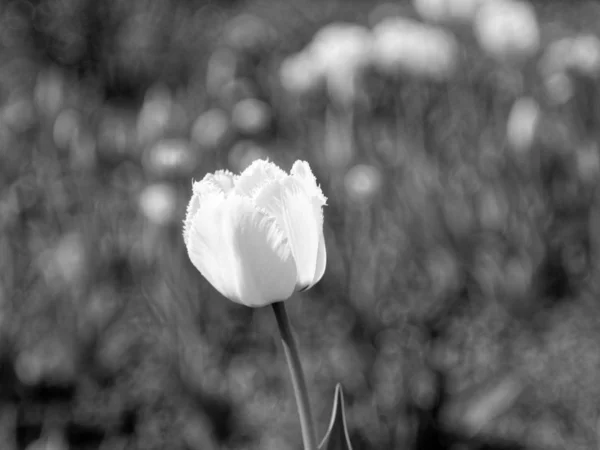 Tulpen Garten Frühling Schwarz Weiße Blüten — Stockfoto
