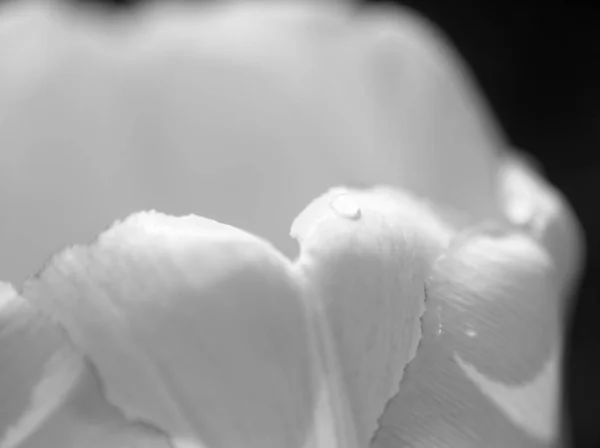 Tulipanes Jardín Primavera Foto Blanco Negro —  Fotos de Stock