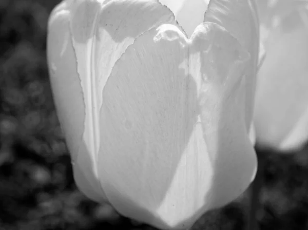 Tulipanes Jardín Primavera Foto Blanco Negro —  Fotos de Stock