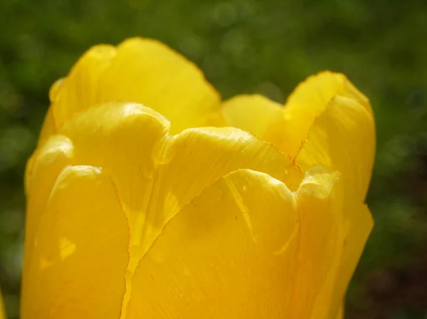 Sarı Lale Baharda Bahçede Rusya — Stok fotoğraf