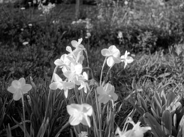 Żonkile Ogrodzie Wiosną Czarno Biały Phot — Zdjęcie stockowe