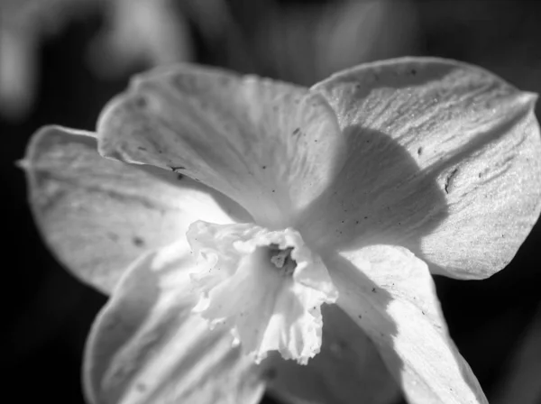 Narcisos Jardín Primavera Fot Blanco Negro —  Fotos de Stock