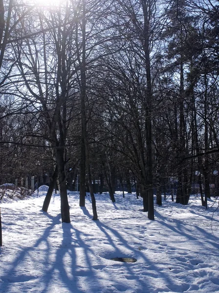 Sombras Árboles Nieve Parque Invierno Mosco — Foto de Stock