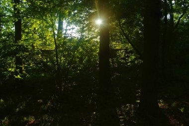 yaz aylarında Park yaprakları ile güneş ışığı, Mosco