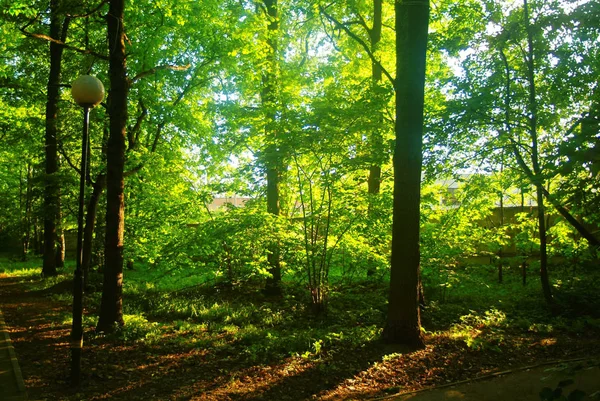 Sunlight Leaves Park Summer Mosco — Stock Photo, Image