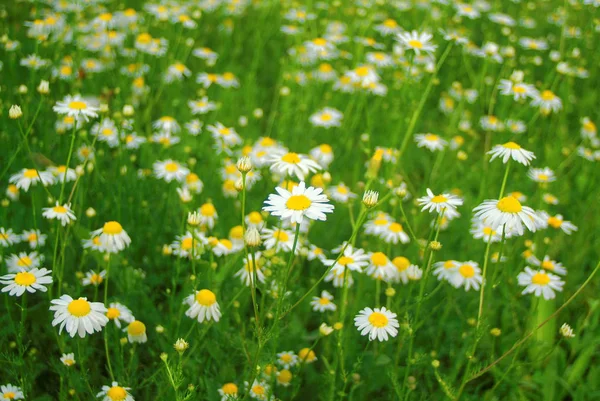 Marguerites Dans Jardin Soir Été Russie — Photo