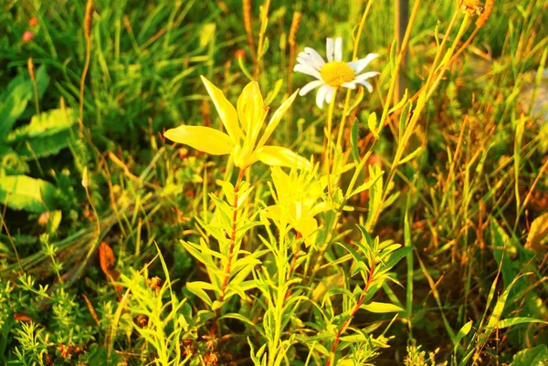 Lily Amarelo Jardim Noite Verão Rússia — Fotografia de Stock