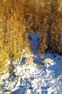Nehir Kıyısında kışın saz, Moskova