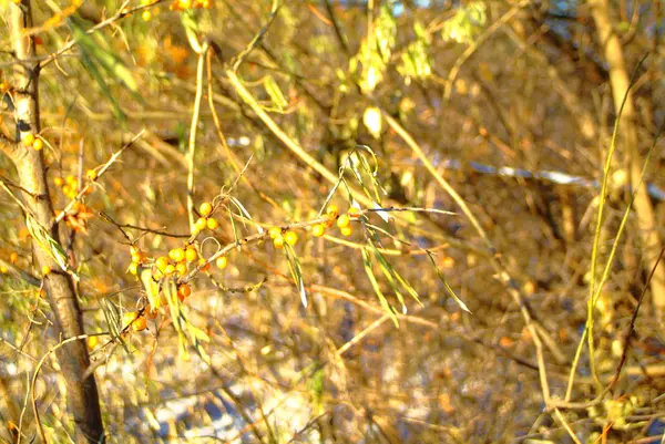 Krzewów Jagód Rokitnika Zimie Port Południowy — Zdjęcie stockowe